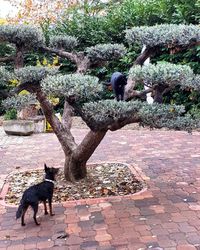 Dog on plants against trees