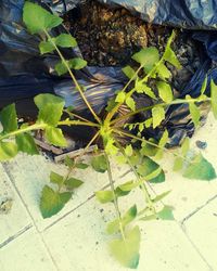 Plants growing on a tree