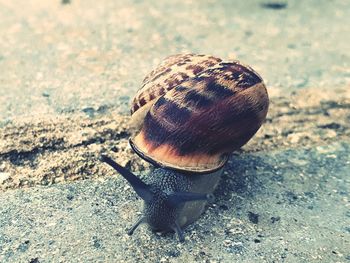 Close-up of snail