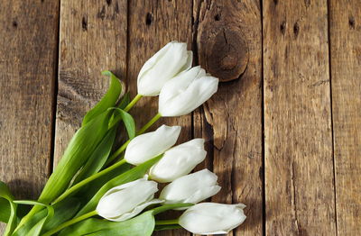 Directly above shot of white flowers on table