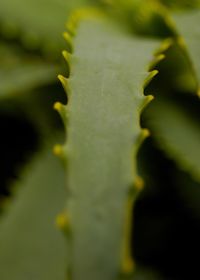 Close-up of leaf