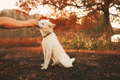 Full length of hand holding dog against trees