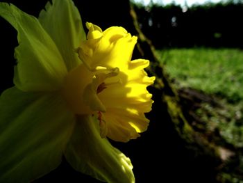 Close-up of yellow flower