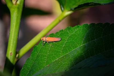 Orange leafhopper, bothrogonia perched on green leaves and sunshine.