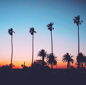 Low angle view of palm trees against sky