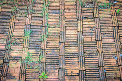 Full frame shot of bamboo in forest