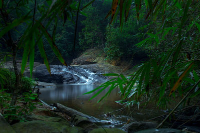 Scenic view of river amidst trees in forest