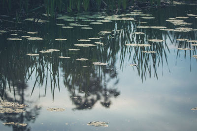 Reflection of trees in calm lake