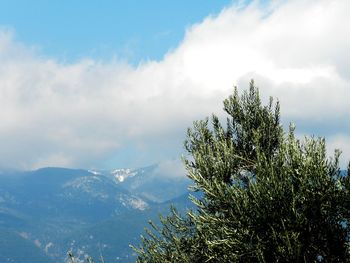 Tree against sky