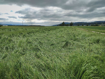 Scenic view of agricultural field against sky