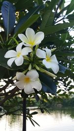 Close-up of white flowering plant