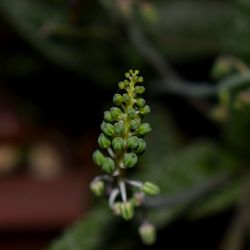 Close-up of plant