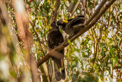 Bird perching on a tree