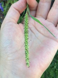 Close-up of hand holding leaf