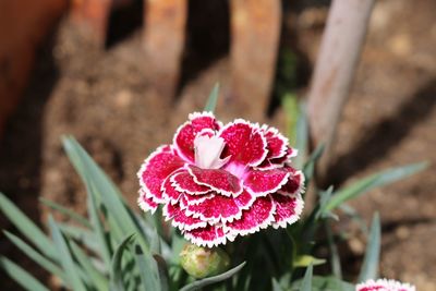 Close-up of pink flowering plant