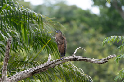 Bird perching on a tree