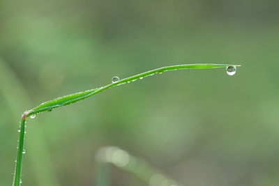 Close-up of water drops on blade of plant