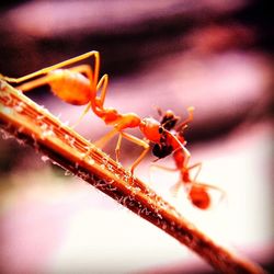 Close-up of insect