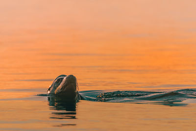 Close-up of seal in water