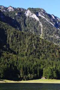 Scenic view of forest against sky