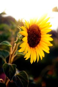 Close-up of sunflower