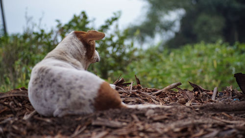 View of a dog resting on field
