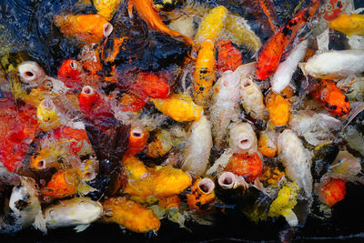 High angle view of koi carps swimming in sea