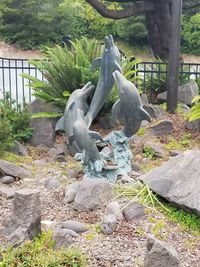 View of birds on rock