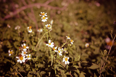 Close-up of plant