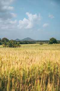 Scenic view of wheat field against sky