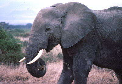 Close-up of elephant