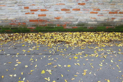 Full frame shot of yellow autumn leaves on road