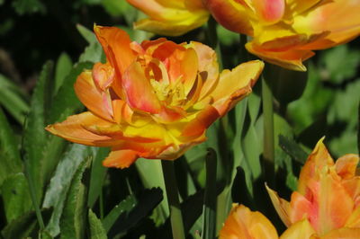 Close-up of orange flower