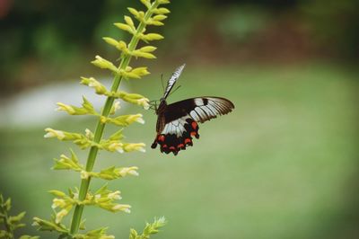 Close-up of butterfly pollinating on flower