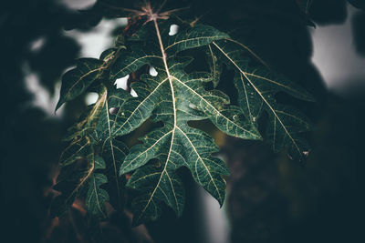 Close-up of green leaves on plant