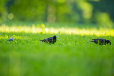 Birds on a field