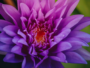 Close-up of purple flower blooming outdoors