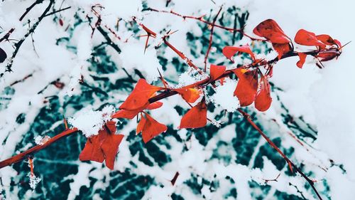 Close-up of maple tree during winter