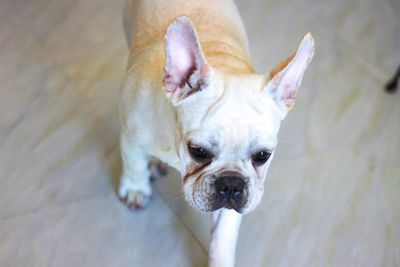 Close-up portrait of a dog