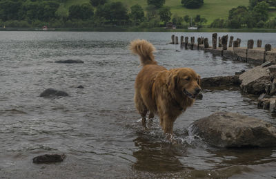 Dog on riverbank