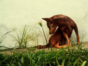 Dog relaxing on grass