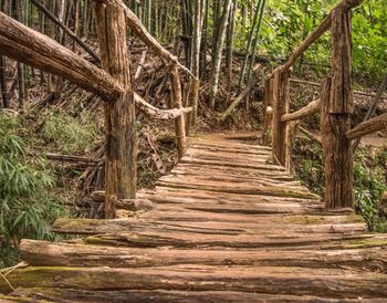 View of trees in forest