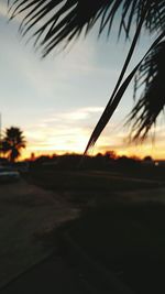 Palm trees at sunset