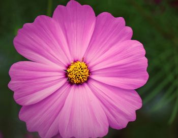 Close-up of pink cosmos flower