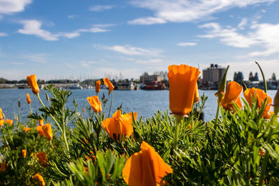 Close-up of orange flowering plants against sky