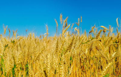 Wheat and sky