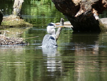 View of birds in lake