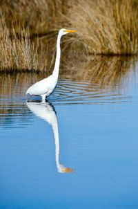 Side view of a bird in lake