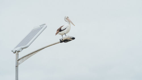 Low angle view of seagull perching against clear sky