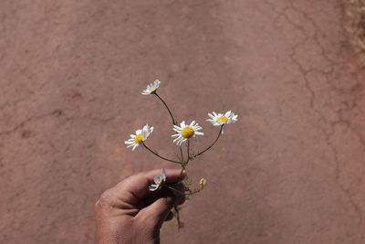 Close-up of white daisy flower